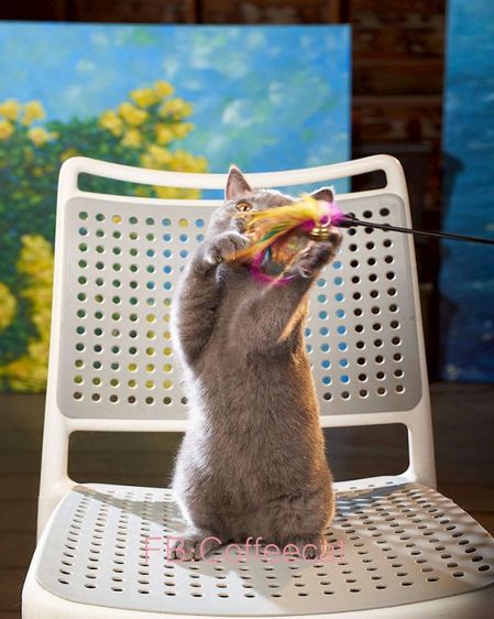 บริติชช็อตแฮร์WCFเพศผู้ สีบลู รูปที่ 6