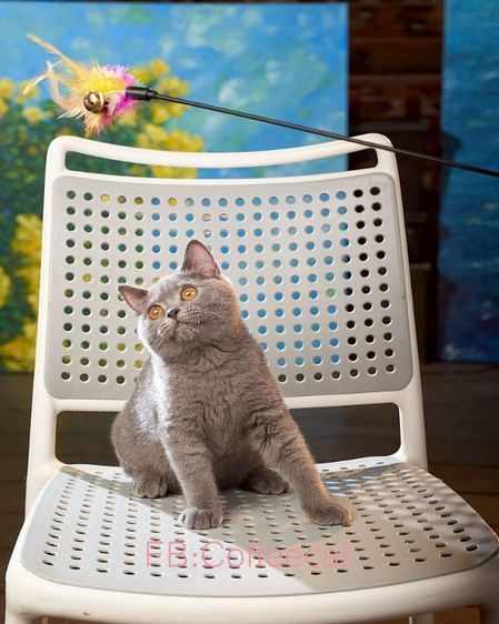 บริติชช็อตแฮร์WCFเพศผู้ สีบลู