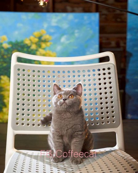 บริติชช็อตแฮร์WCFเพศผู้ สีบลู รูปที่ 7