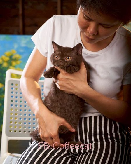 แมวบริติชช็อตแฮร์ WCF(ญ.)สีช็อคโกแลต รูปที่ 8