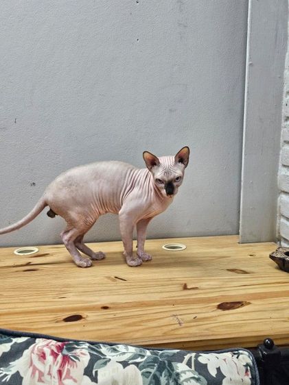 แมวสฟิงซ์ รูปที่ 2