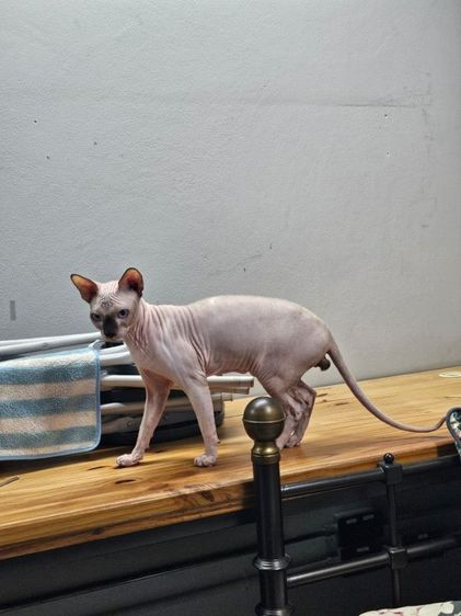 สฟิงซ์ (Sphynx) แมวสฟิงซ์