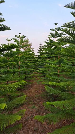 ต้นสนฉัตร รูปที่ 9