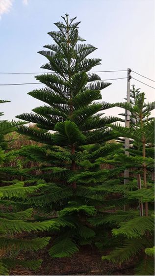 ต้นสนฉัตร รูปที่ 12