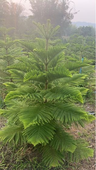 ต้นสนฉัตร รูปที่ 7