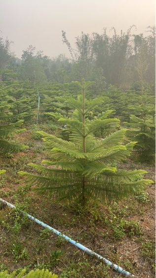 ต้นสนฉัตร รูปที่ 4