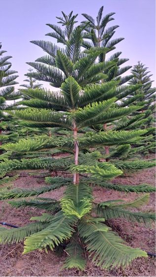 ต้นสนฉัตร รูปที่ 13