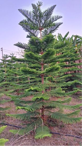 ต้นสนฉัตร รูปที่ 14