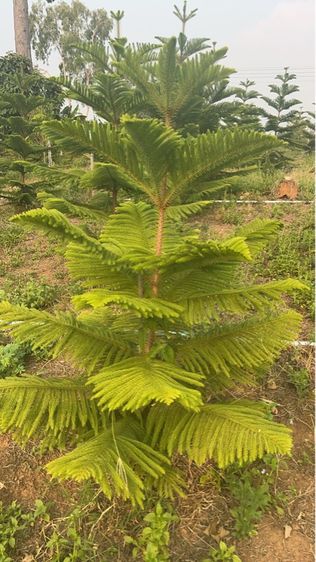 ต้นสนฉัตร รูปที่ 8