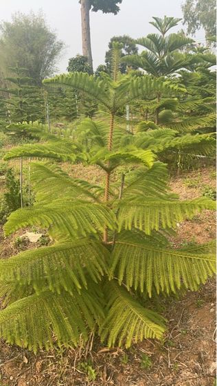 ต้นสนฉัตร รูปที่ 2