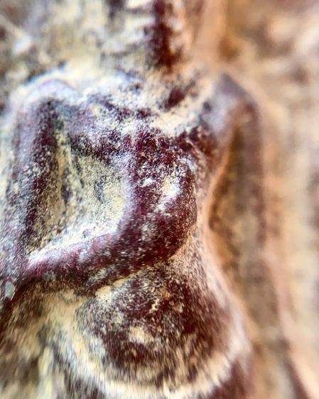 พระร่วงหลังรางปืน พิมพ์นิยม กรุวัดพระศรีรัตนมหาธาตุราชวรวิหาร(กรุวัดพระปรางค์) รูปที่ 8