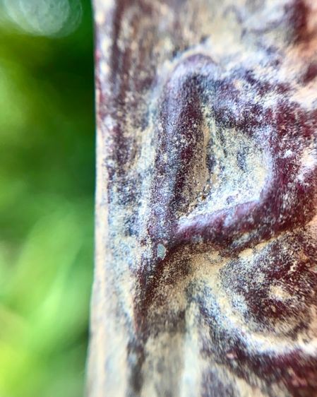 พระร่วงหลังรางปืน พิมพ์นิยม กรุวัดพระศรีรัตนมหาธาตุราชวรวิหาร(กรุวัดพระปรางค์) รูปที่ 10