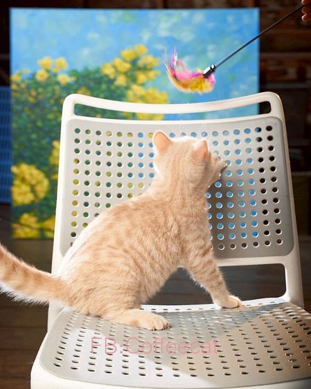 แมวสีครีมเพศผู้ บริติชช็อตแฮร์WCF รูปที่ 9