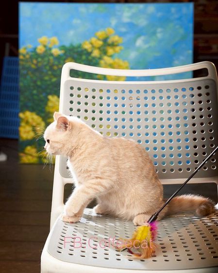 แมวสีครีมเพศผู้ บริติชช็อตแฮร์WCF รูปที่ 2