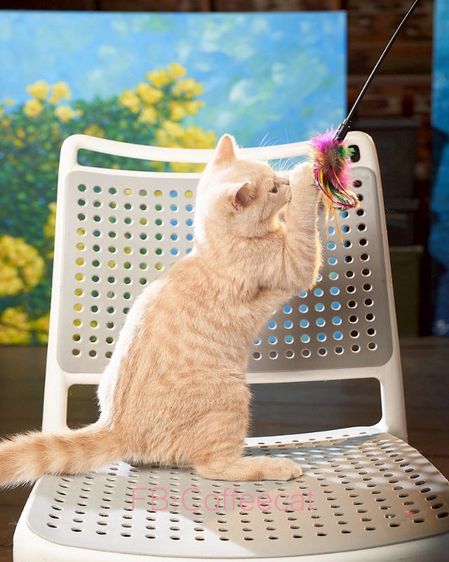 แมวสีครีมเพศผู้ บริติชช็อตแฮร์WCF รูปที่ 8