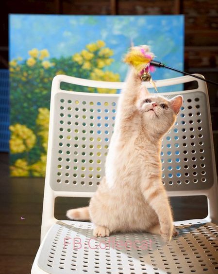 แมวสีครีมเพศผู้ บริติชช็อตแฮร์WCF รูปที่ 4