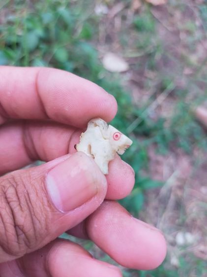 สิงห์แกะ กด.เสือ รูปที่ 3