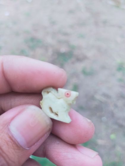 สิงห์แกะ กด.เสือ รูปที่ 4