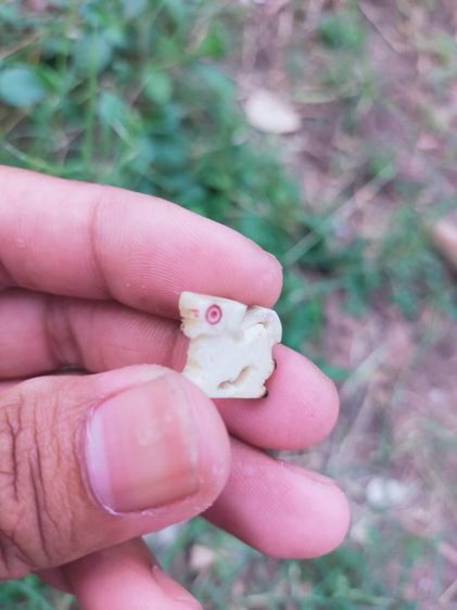 สิงห์แกะ กด.เสือ รูปที่ 5