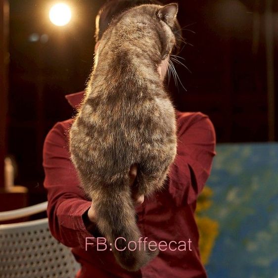 ลดประชากร แมวเพศเมีย บริติชช็อตแฮร์WCF รูปที่ 2