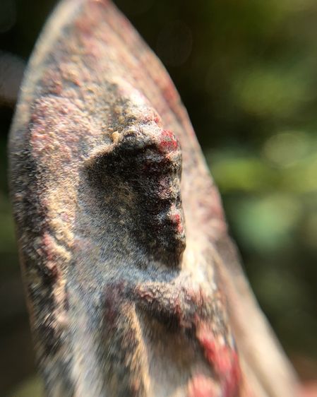 พระร่วงหลังรางปืน รูปที่ 6