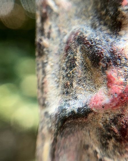 พระร่วงหลังรางปืน รูปที่ 9