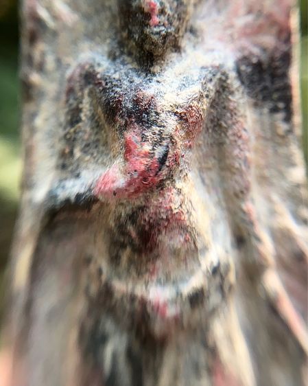 พระร่วงหลังรางปืน รูปที่ 8