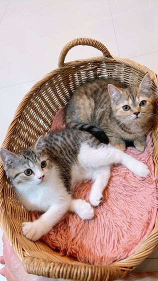 แบ่งเลี้ยง ลูกแมวสกอตติช แท้ รูปที่ 3