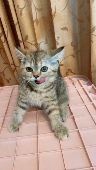 แบ่งเลี้ยง ลูกแมวสกอตติช แท้ รูปที่ 6