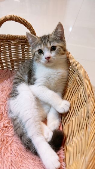 แบ่งเลี้ยง ลูกแมวสกอตติช แท้ รูปที่ 4