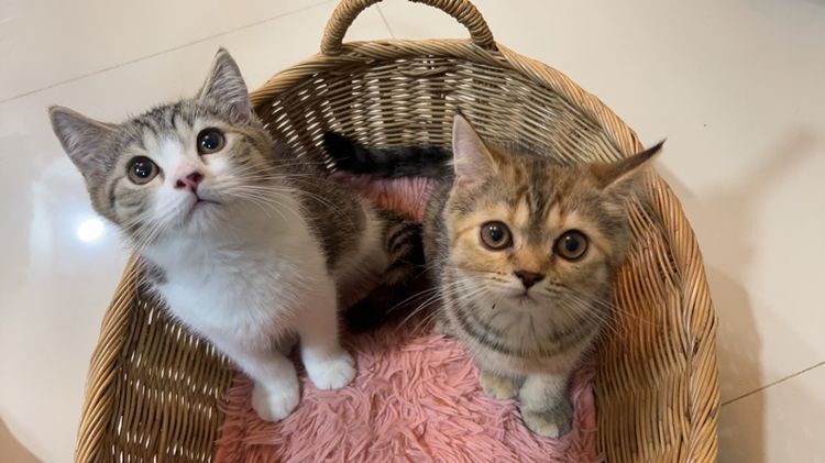 แบ่งเลี้ยง ลูกแมวสกอตติช แท้