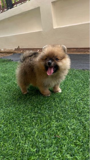 ปอมแท้สระบุรี รูปที่ 4