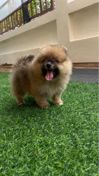 ปอมแท้สระบุรี รูปที่ 3