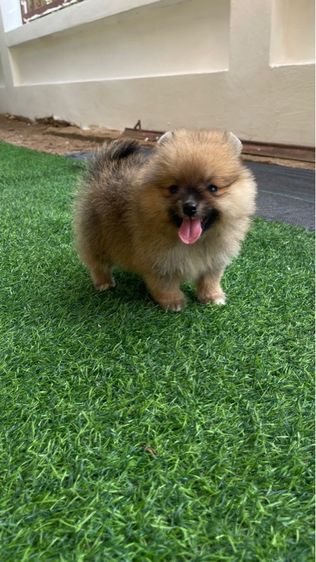 ปอมแท้สระบุรี รูปที่ 2