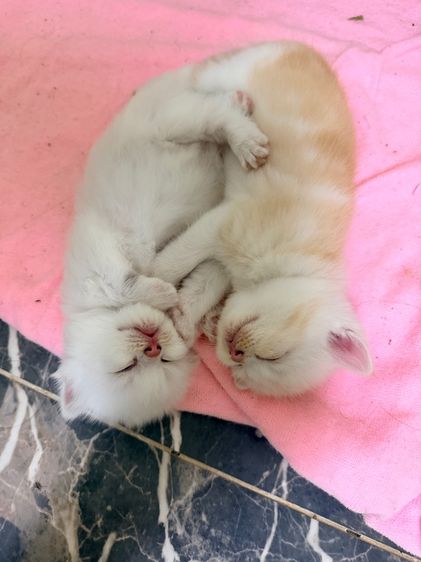 สก็อตติช รูปที่ 5