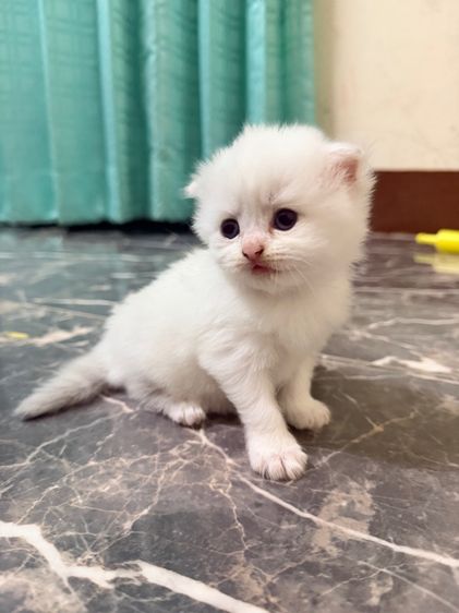 สก็อตติช รูปที่ 6