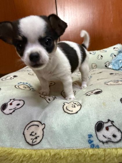 🐶 ลูกสุนัขชิวาวาแท้ น่ารักจิ๋ว ลายคาดสวย พร้อมย้ายบ้าน 🐶 รูปที่ 8