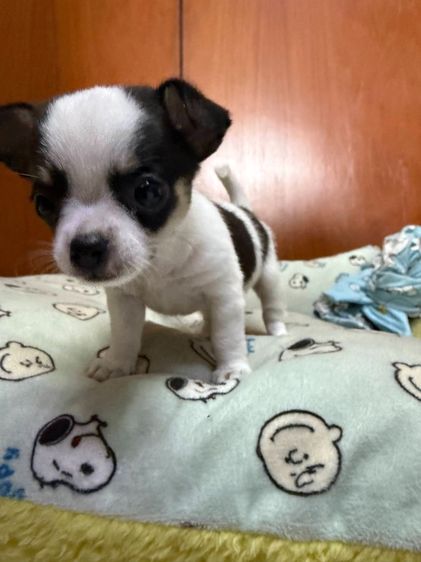 🐶 ลูกสุนัขชิวาวาแท้ น่ารักจิ๋ว ลายคาดสวย พร้อมย้ายบ้าน 🐶 รูปที่ 6