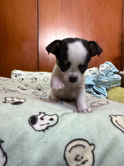 🐶 ลูกสุนัขชิวาวาแท้ น่ารักจิ๋ว ลายคาดสวย พร้อมย้ายบ้าน 🐶 รูปที่ 7