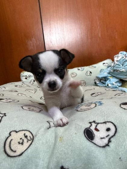 🐶 ลูกสุนัขชิวาวาแท้ น่ารักจิ๋ว ลายคาดสวย พร้อมย้ายบ้าน 🐶 รูปที่ 5