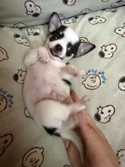 🐶 ลูกสุนัขชิวาวาแท้ น่ารักจิ๋ว ลายคาดสวย พร้อมย้ายบ้าน 🐶 รูปที่ 3