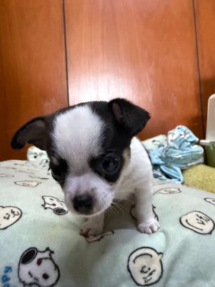 🐶 ลูกสุนัขชิวาวาแท้ น่ารักจิ๋ว ลายคาดสวย พร้อมย้ายบ้าน 🐶