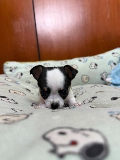 🐶 ลูกสุนัขชิวาวาแท้ น่ารักจิ๋ว ลายคาดสวย พร้อมย้ายบ้าน 🐶 รูปที่ 2