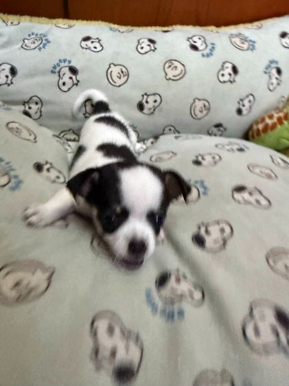 🐶 ลูกสุนัขชิวาวาแท้ น่ารักจิ๋ว ลายคาดสวย พร้อมย้ายบ้าน 🐶 รูปที่ 4
