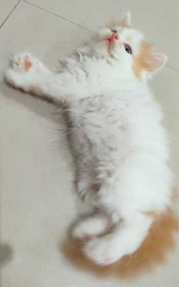 แมวเปอร์เซียสีส้ม รูปที่ 15