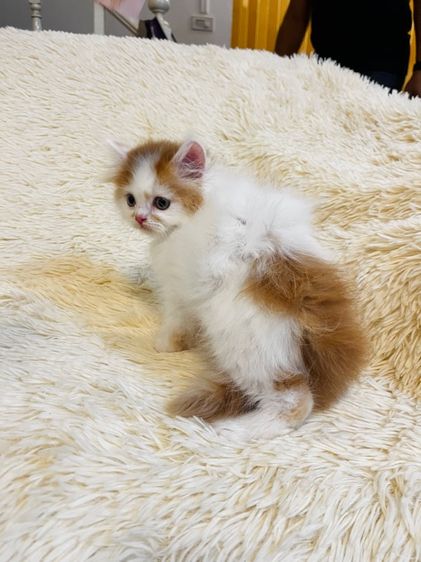 แมวเปอร์เซียสีส้ม