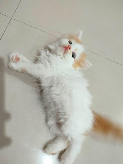 แมวเปอร์เซียสีส้ม รูปที่ 10