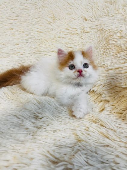 แมวเปอร์เซียสีส้ม รูปที่ 7