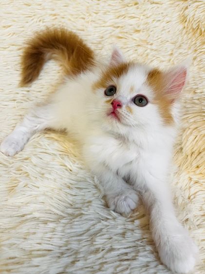 แมวเปอร์เซียสีส้ม รูปที่ 4