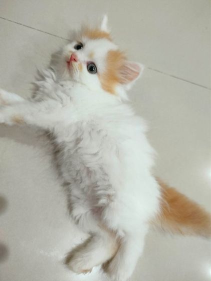 แมวเปอร์เซียสีส้ม รูปที่ 11